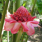 Plants de fleurs tropicales