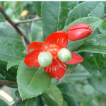 Ochna kirkii / Mickey Mouse - lot de 6 graines