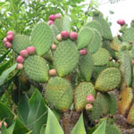 Opuntia sp. / Cactus - lot de 15 graines