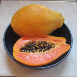 Carica papaya / Papaye - variété Solo - Jeune plant
