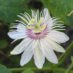 Passiflora foetida / Passiflore / Poc Poc - lot de 10 graines