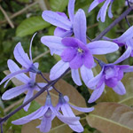 Petrea volubilis / Liane Saint-Jean - lot de 10 graines 