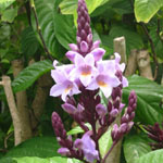 Phlogacanthus turgidus / Acanthe Mauve - Jeune plant