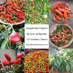 Graines de Piment - Assortiment de 100 graines