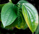 Piper nigrum / Poivrier - Mini Plant
