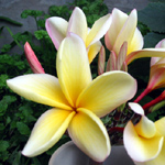 Plumeria rubra / Frangipanier - lot de 10 graines