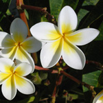 Plumeria rubra / Frangipanier - Bouture