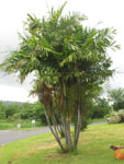 Ptychosperma macarthurii / Palmier Ouragan - plant