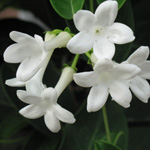 Stephanotis floribunda / Jasmin de Madagascar - Mini Plant