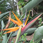 Strelitzia reginae / Oiseau du Paradis - Jeune Plant