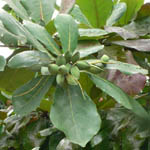 Terminalia catappa / Noix de Badamier - lot de 6 graines