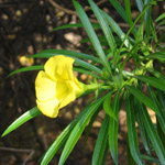 Thevetia peruviana / Laurier jaune - Jeune plant