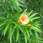 Thevetia peruviana / Laurier Orange - lot de 6 graines