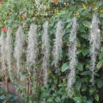 Tillandsia usneoides / Mousse d'Espagne - jeune plant