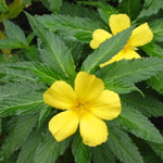 Turnera ulmifolia / Stimulant Naturel - lot de 100 graines